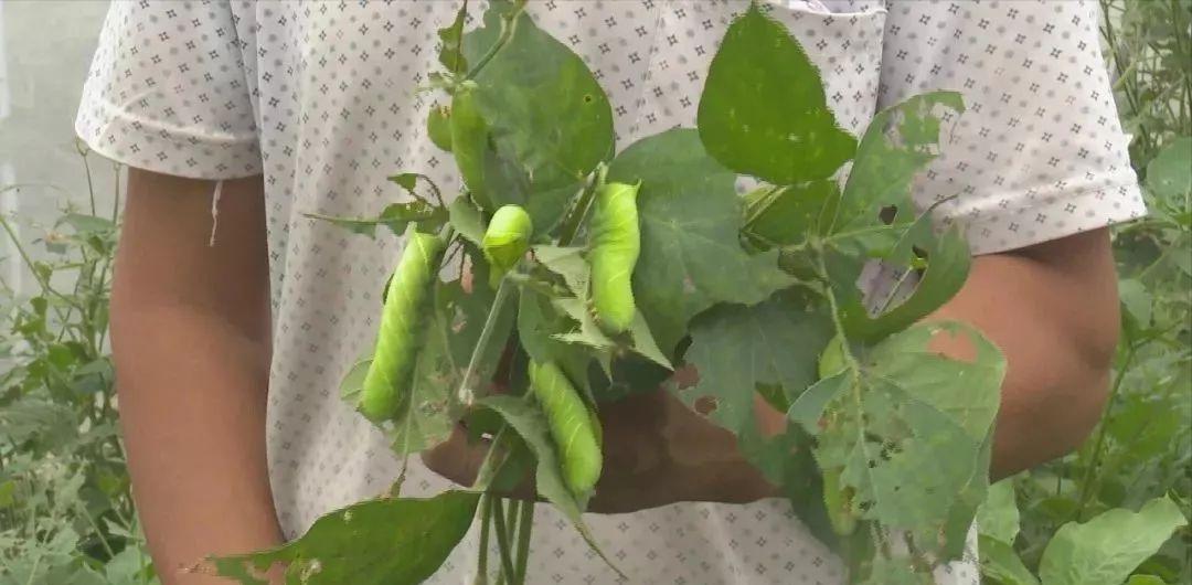 黄豆的虫害有哪些,黄豆地里都有什么虫子