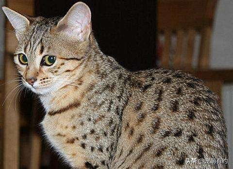 埃及猫的速度与激情，一定会让你迷恋