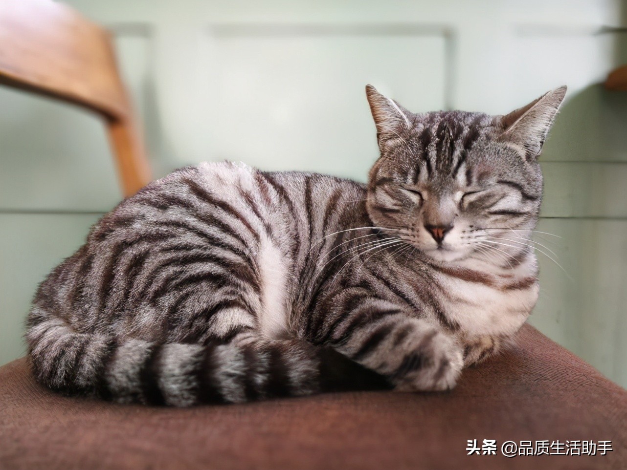 养猫怎么处理猫毛粘衣服,怎么处理猫毛最好的方法