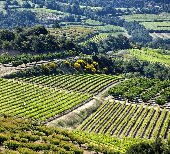 罗纳河谷陈年葡萄酒,全球销量第一的罗纳河谷葡萄酒