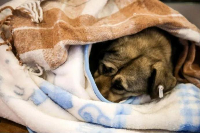 零下32度的狗被冻成冰疙瘩,八只狗狗零下50度严寒