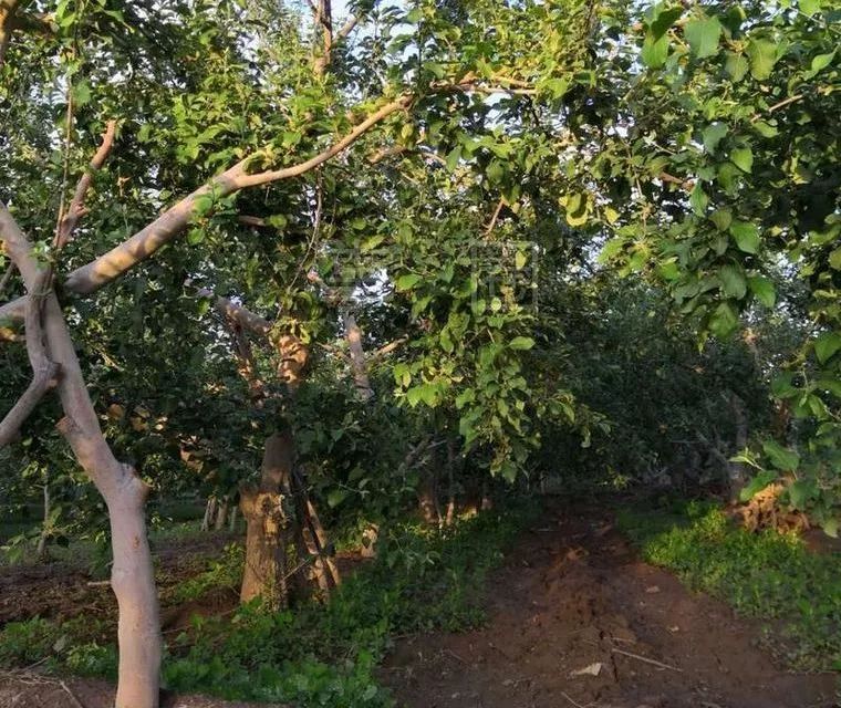 NO.916:阿克苏本地交通、天气、求职招聘、出租转让、农林牧副渔