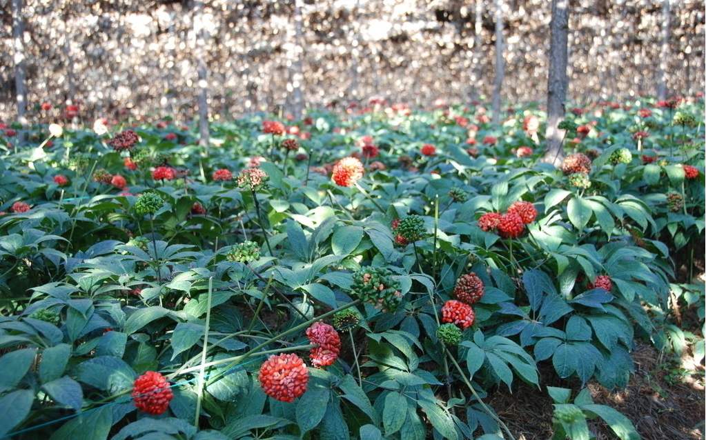 那么三七常见病虫害以及防治方法