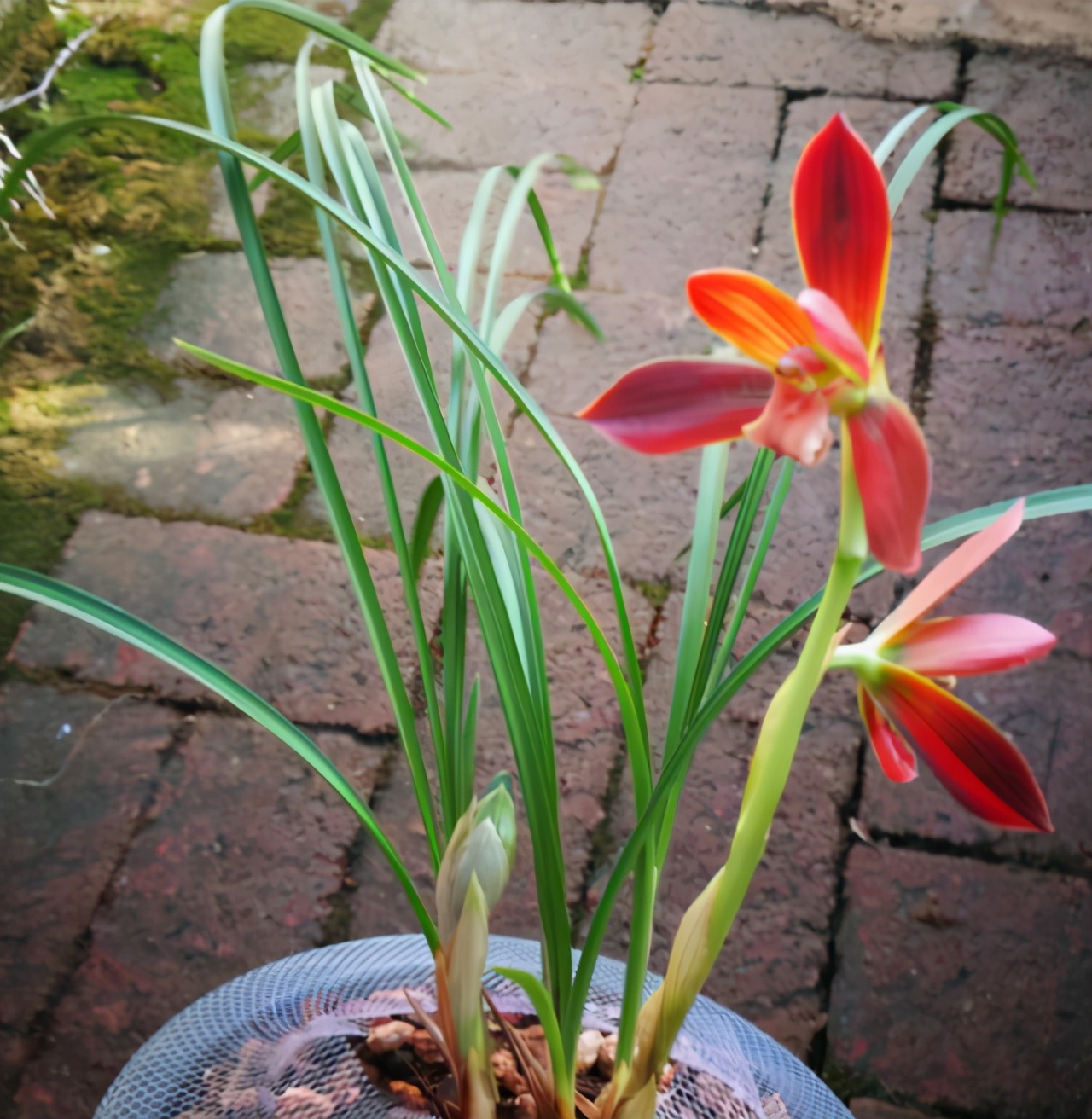 它被誉为“国兰第一红”，顶级红素，正格豆瓣，新手也能养好