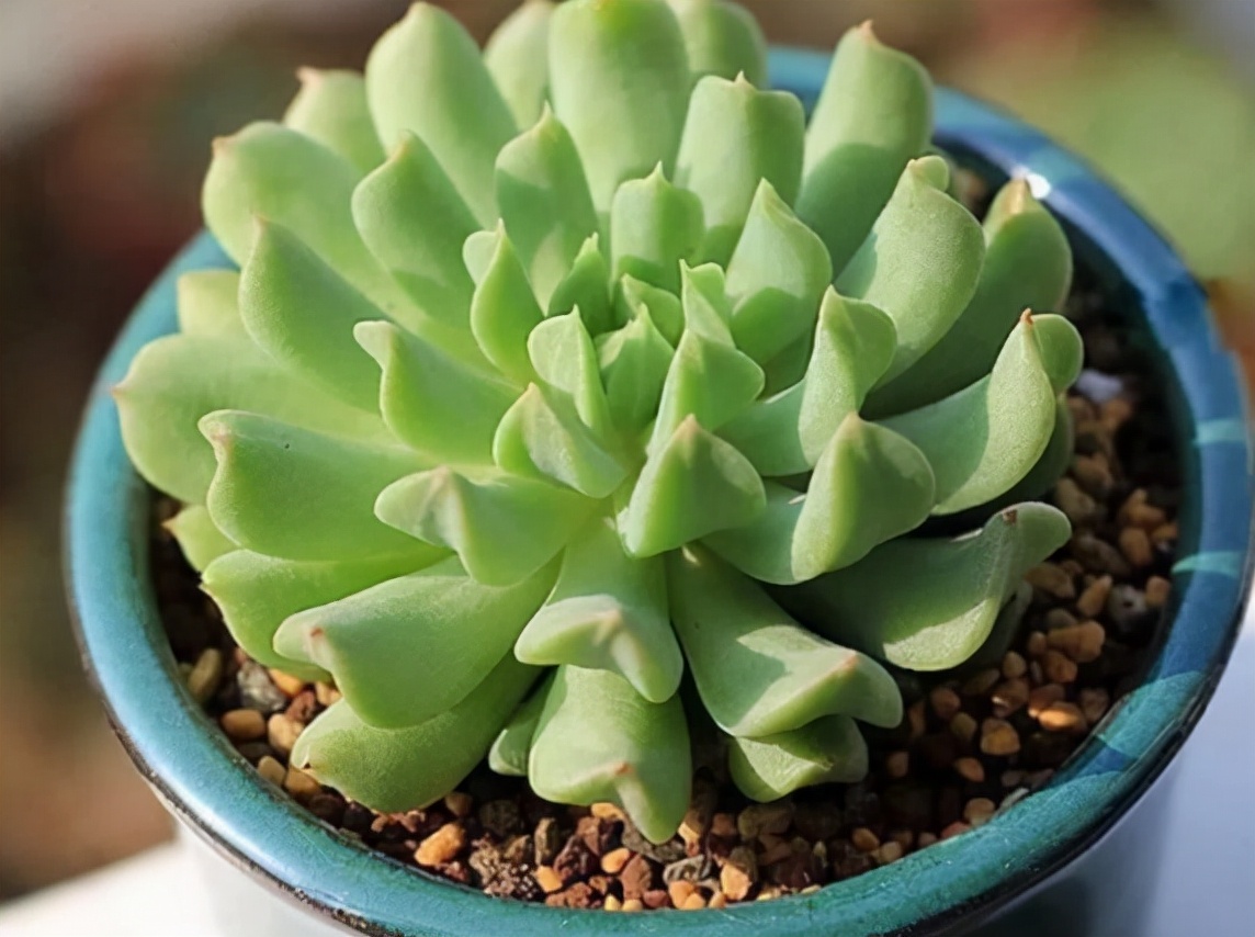 稀有奇特进口多肉,家里养着五种常见多肉