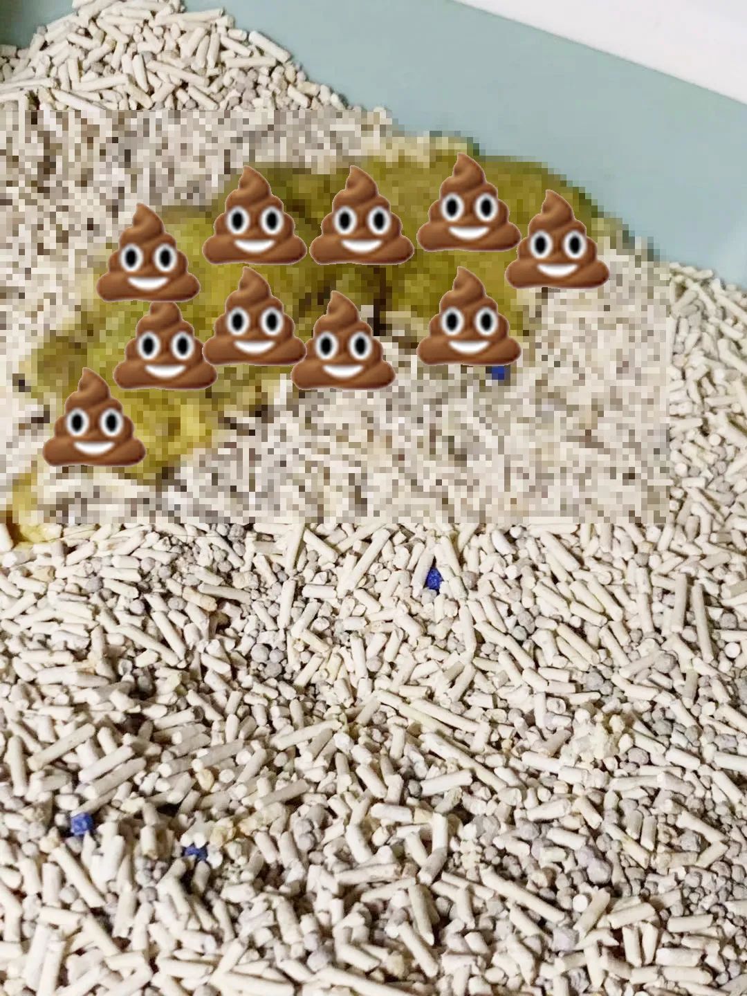 猫咪患ibd慢性肠炎怎么治疗,猫咪肠胃炎之后总是软便怎么调理