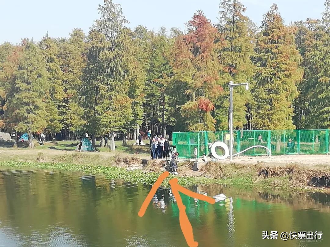 隐藏在1.2亿立方米的网红，天空视角水杉木，美酥了