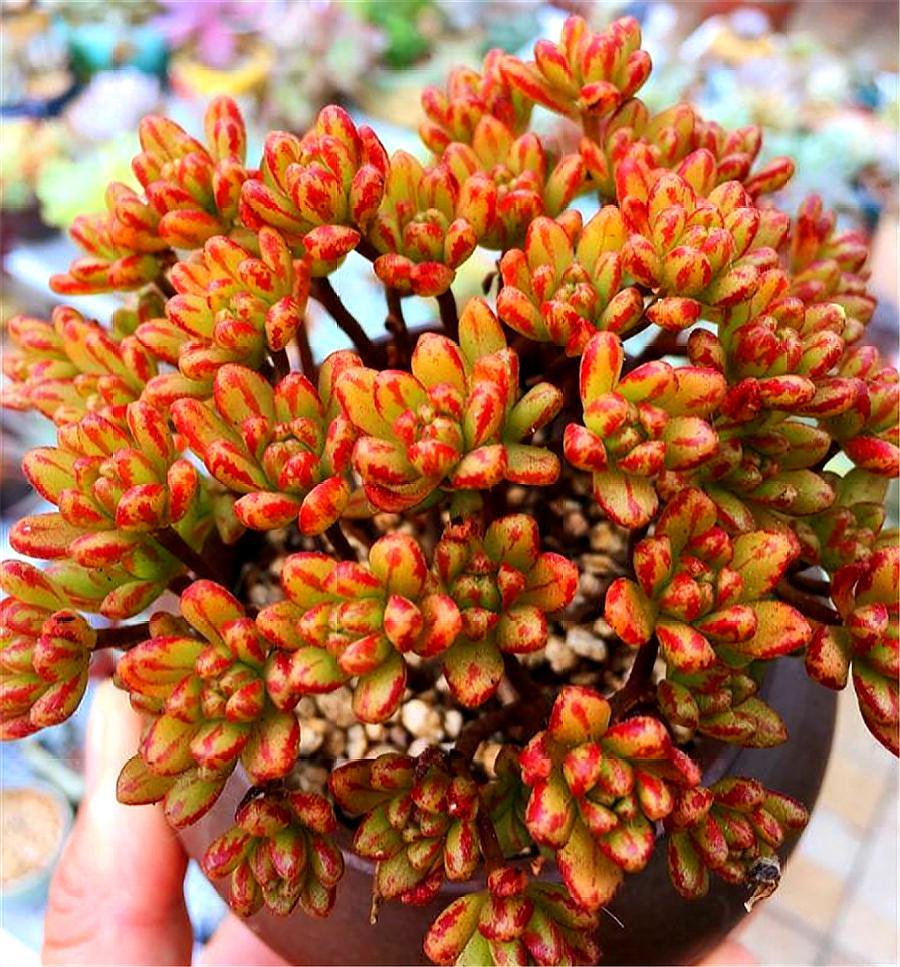 会爆盆的小多肉,多肉小人祭开花