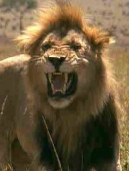 有枪就不怕狮子吗？不是！看帕特森中校在非洲经历了什么