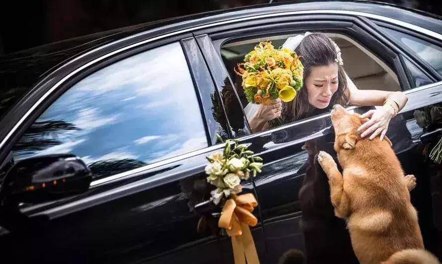 因舍不得主人出嫁，它选择这样做，“不管你去哪，带上我一起！”