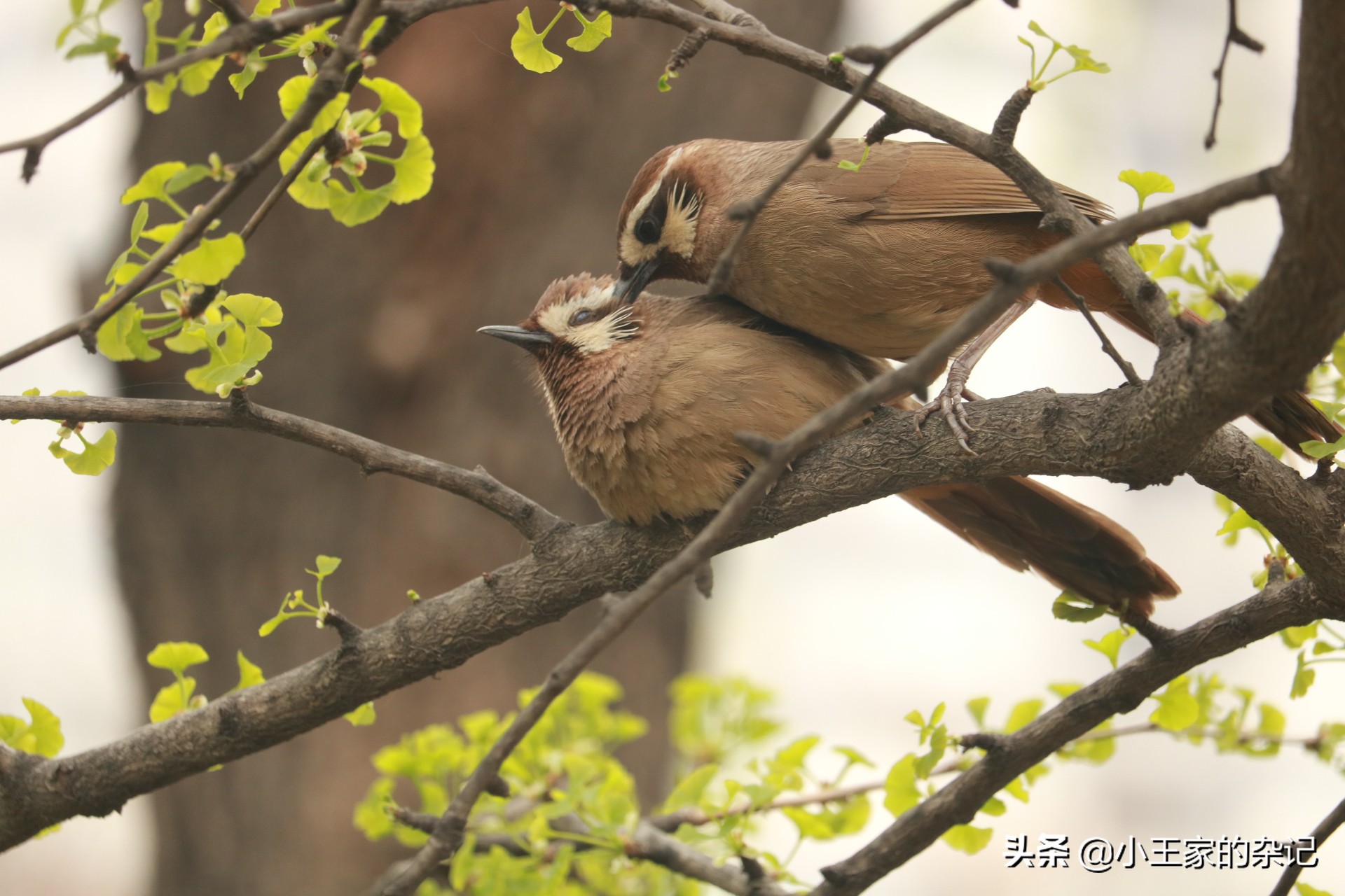 国际爱鸟日天桥岭,国际爱鸟日