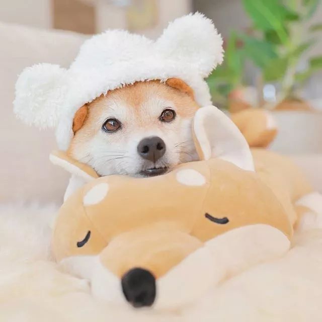 比人还会拍照的狗，简直萌炸朋友圈了