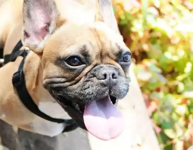 为什么狗的舌头那么长,狗的舌头为啥会长毛