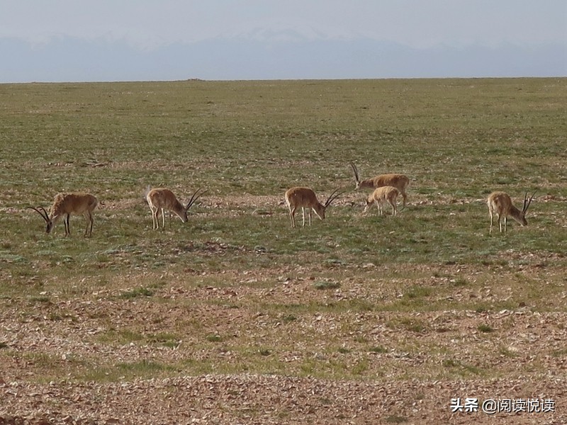 藏地人文风景图,藏域风情图片