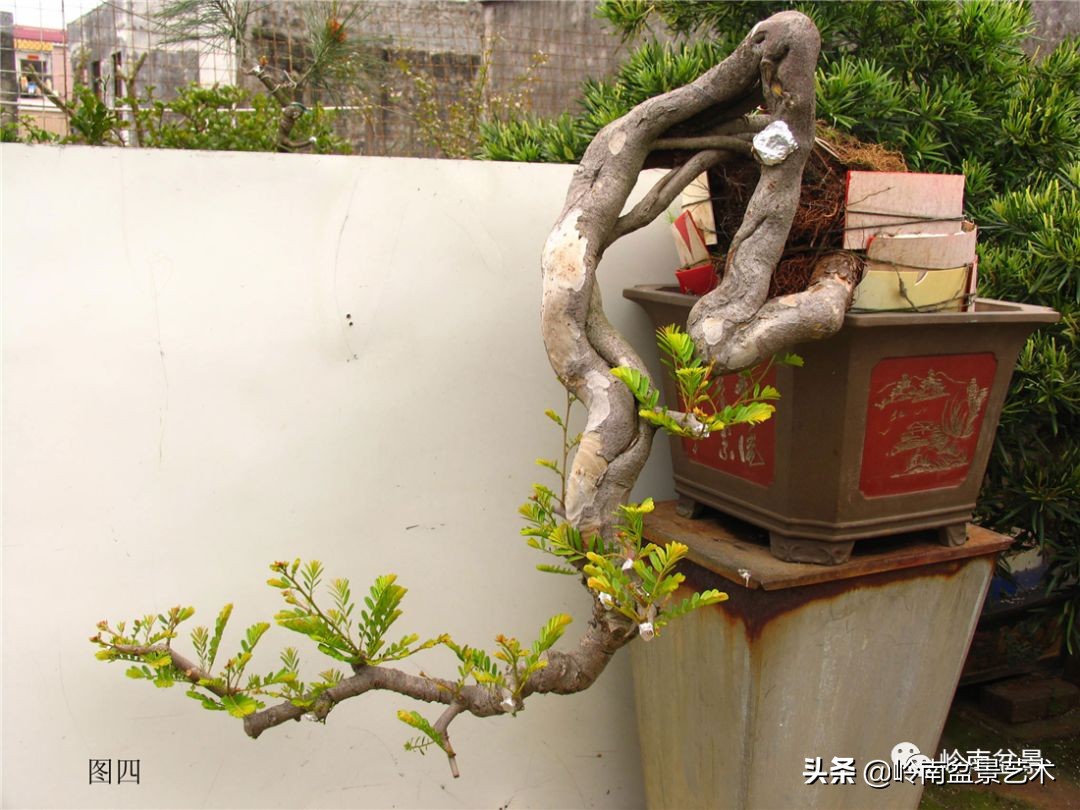 岭南盆景造型技术视频,岭南盆景极品成型图片