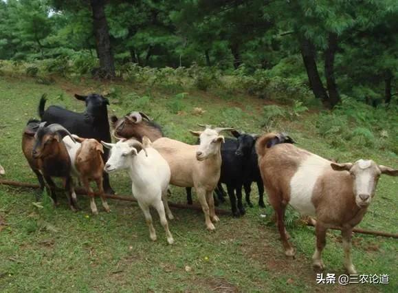 兽用疫苗生产企业名单查询,生产兽用疫苗企业有多少家