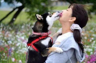 如果狗狗对你有攻击性该怎么办,狗狗表示友好的叫声和动作是什么