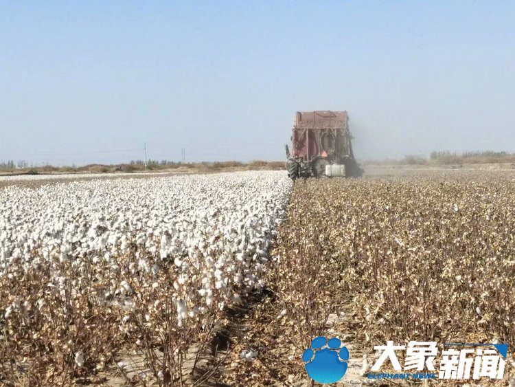 花开时节摘棉花,花开时节谁是采棉人