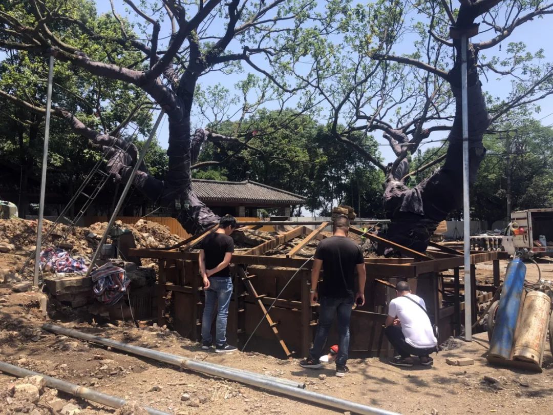 温州望江路上那棵125岁大榕树今天“搬家”!只因…