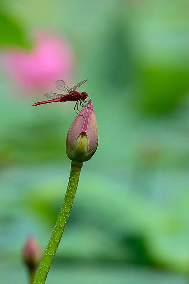 七月份的无锡,七八月份无锡旅游推荐