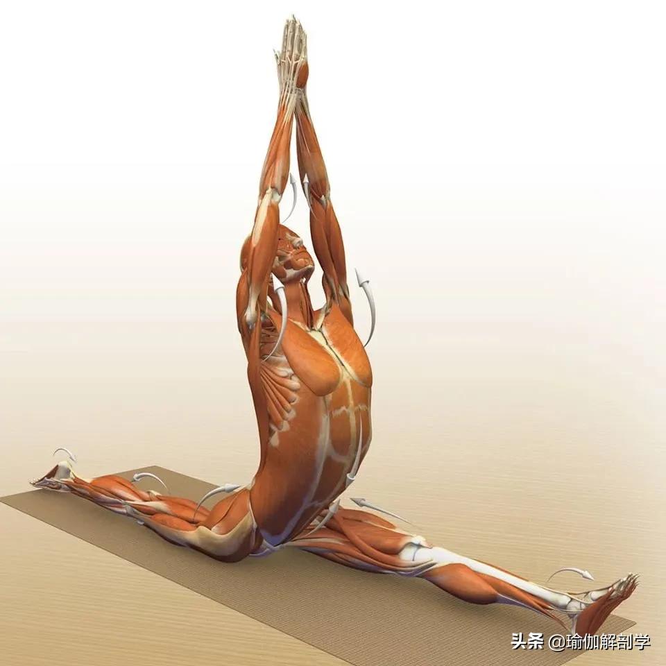 正位瑜伽哈他体式编排,精准正位60分钟瑜伽体式