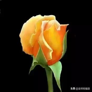 5201314，送你999玫瑰花，祝你爱情甜甜蜜蜜