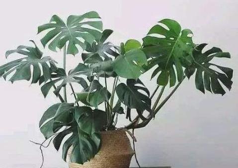 室内装修绿植净化空气,卫生间养啥花堪比空气净化器