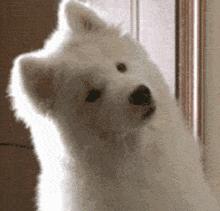 十大不建议去的宠物医院,宠物医院看病坑吗