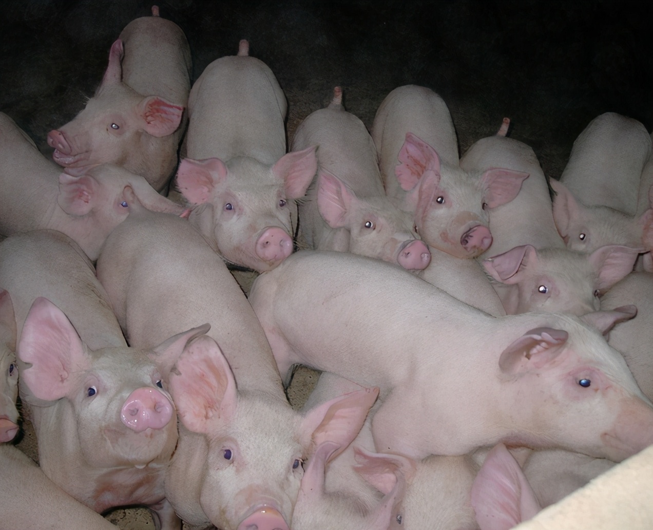 仔猪呕吐不食用什么药治,仔猪呕吐消瘦不吃