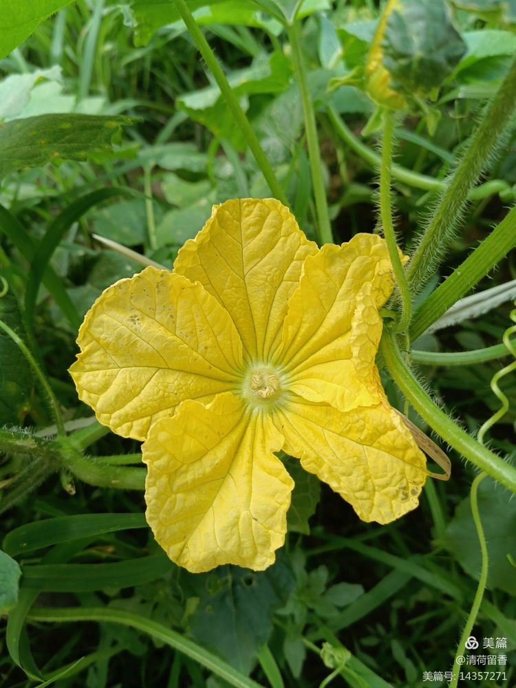 散文:黄黄的瓜花儿