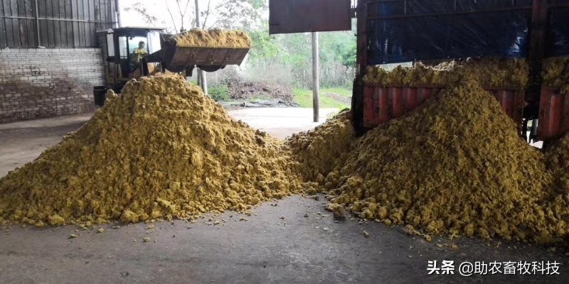 菠萝渣饲料,菠萝甘蔗皮发酵喂牛