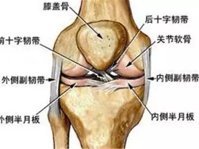 关于膝盖半月板的讲解视频,膝关节半月板解读