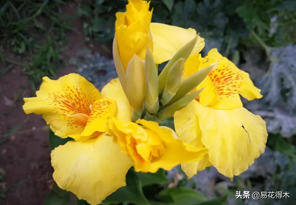 四季开花香味浓的观花植物,观叶型花卉有哪些花可以吃