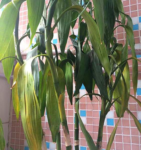 富贵竹冬天怎么防止冻死,冬天富贵竹被冻死怎么补救