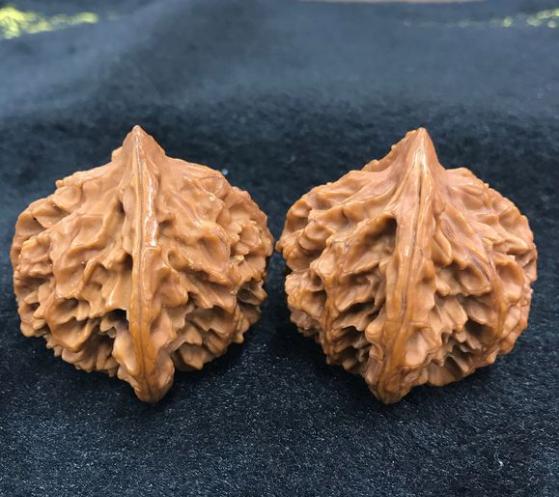 秦岭小核桃,秦岭野生核桃怎么判断