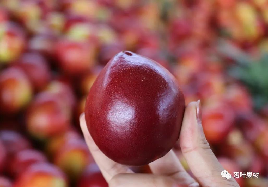 中国桃产业转型升级,桃产业转型升级的思考