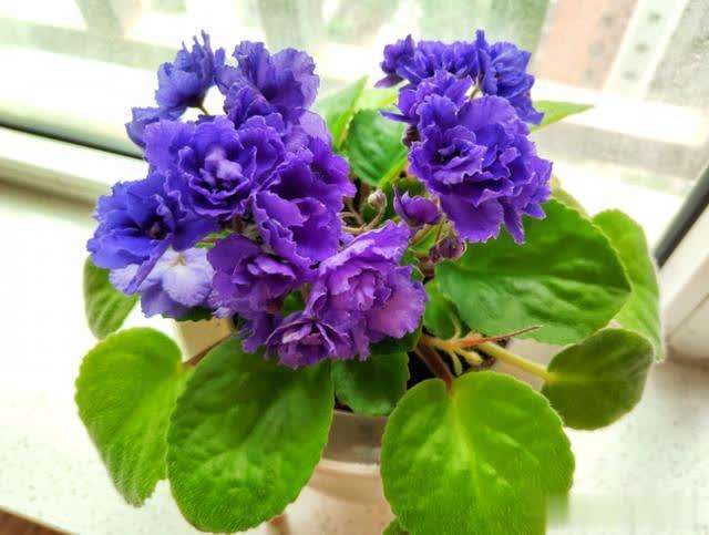 100种适合室内养的植物盆栽,10种适合室内摆放的花卉盆栽推荐