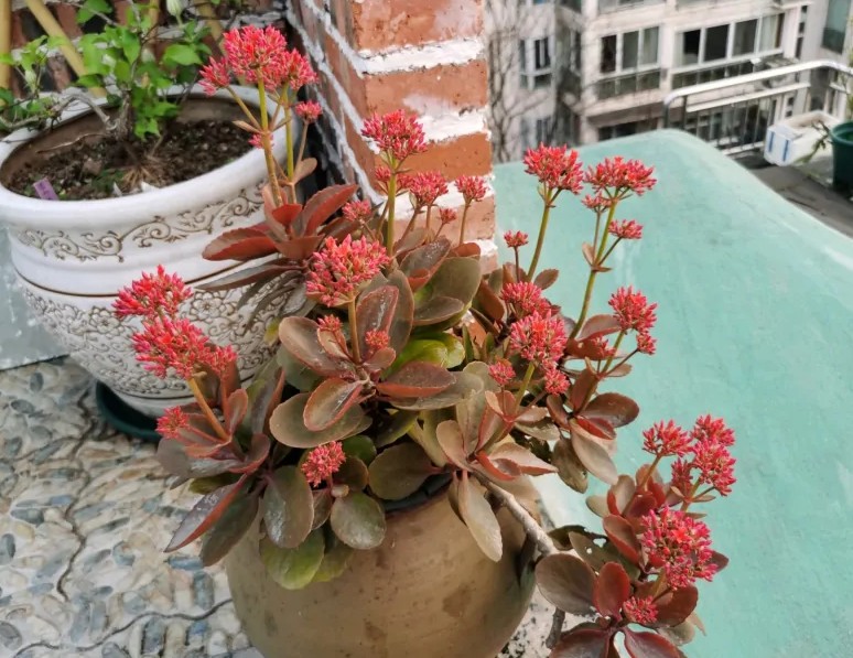 长寿花叶子发软是什么原因引起的,长寿花叶子发软怎么回事