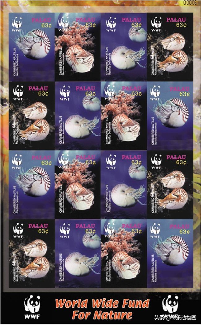 鹦鹉螺全球有多少只,鹦鹉螺世界上还存在吗