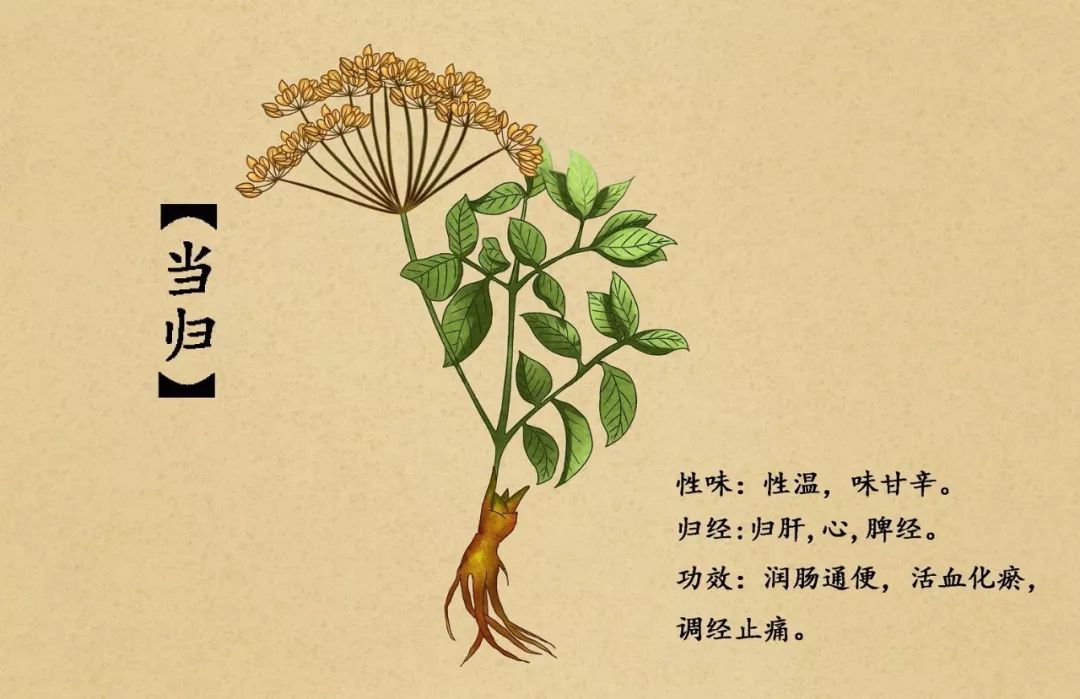 孕妇慎用的中药桃仁,孕妇忌用或慎用的中药