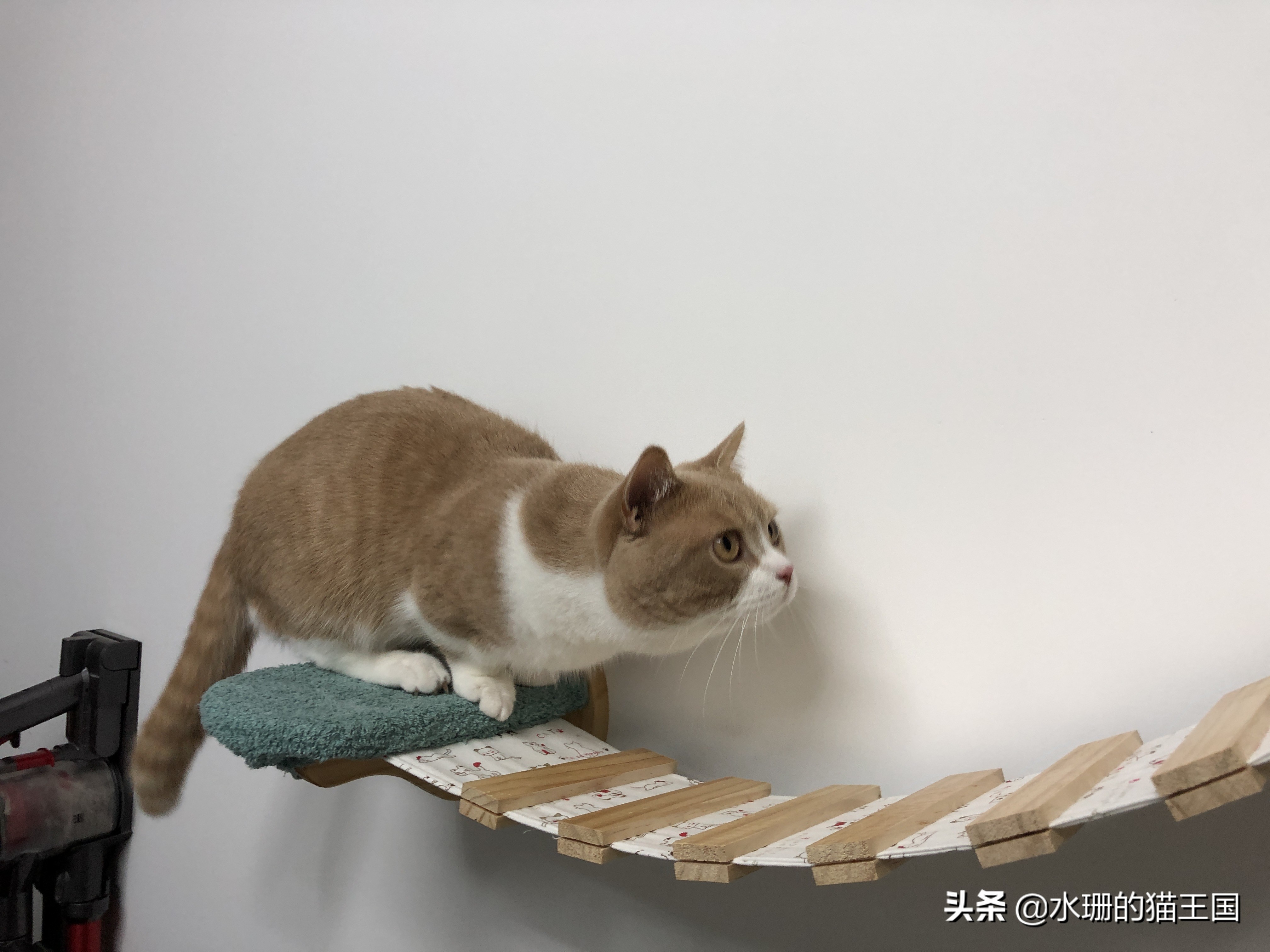 看看你的猫属于什么类型的玩家？如何正确跟猫咪玩耍
