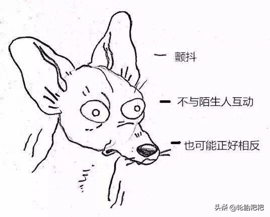 关于狗狗的几大特点你了解多少,各种狗狗的生活习性介绍