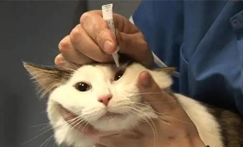 猫咪经常流泪是什么原因引起的？常见的猫咪眼部疾病有哪些？