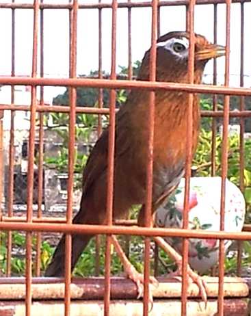 画眉鸟中的斗鸟具有什么样的特征,画眉鸟的脚型及图片