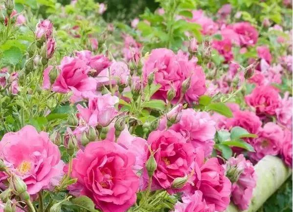 100种玫瑰图片大全,介绍100种不同品种的玫瑰视频