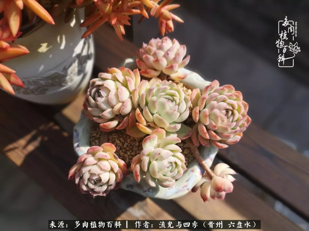 养多肉这几点新手必要知道,在养多肉的路上越走越远