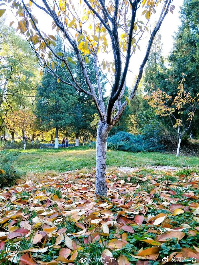 丰台赏秋景最好的地方,丰台赏秋好去处