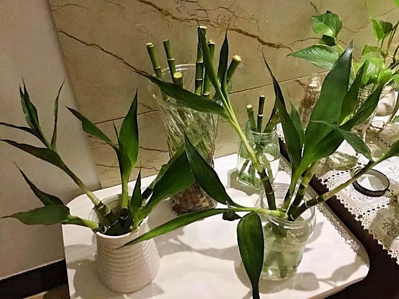 水培富贵竹生根快的方法和技巧,水培富贵竹用什么才能让它生根