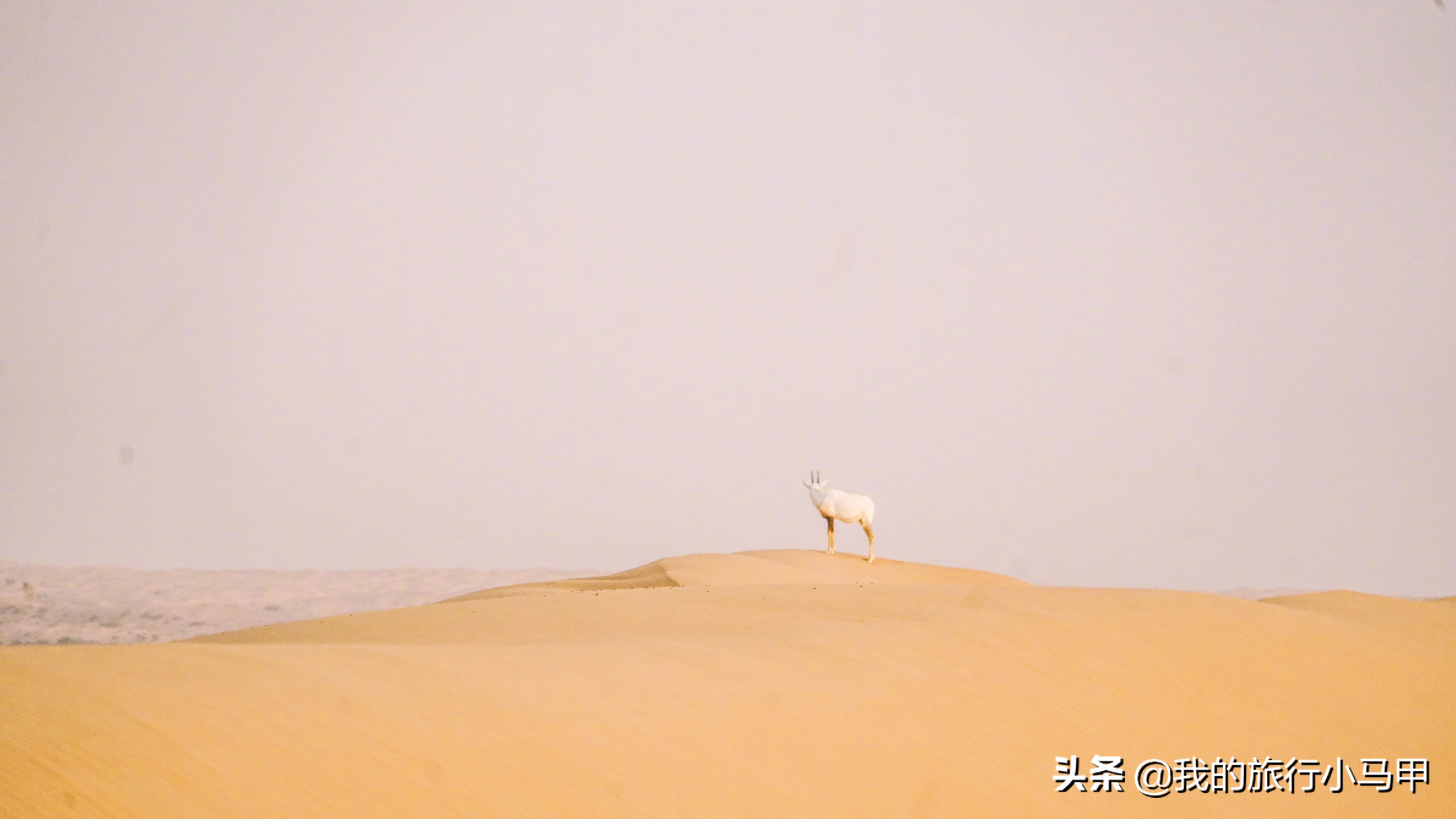 迪拜游玩攻略,去迪拜游玩最省钱的攻略