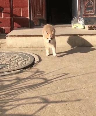 小短腿柯基有点可爱,柯基小短腿好可爱